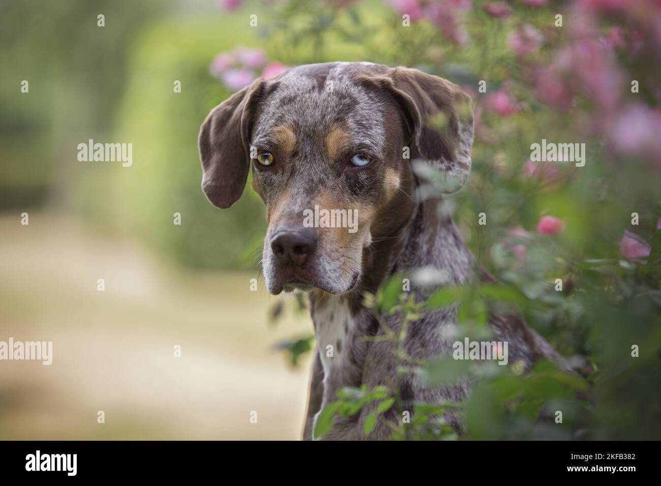 Louisiana Catahoula Leopard Dog Portrait Stock Photo - Alamy