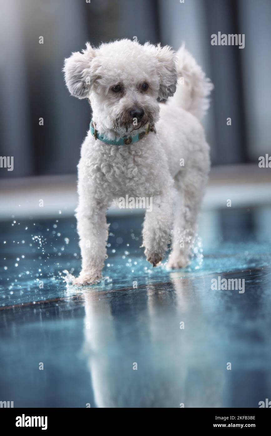walking Royal Standard Poodle Stock Photo Alamy