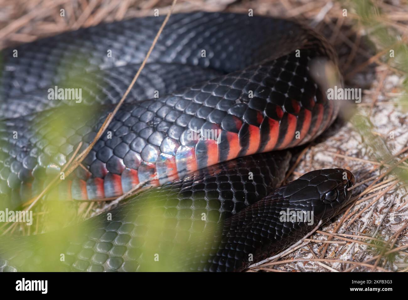 Red-bellied black snake (Pseudechis porphyriacus), venomous snake from Australia Stock Photo
