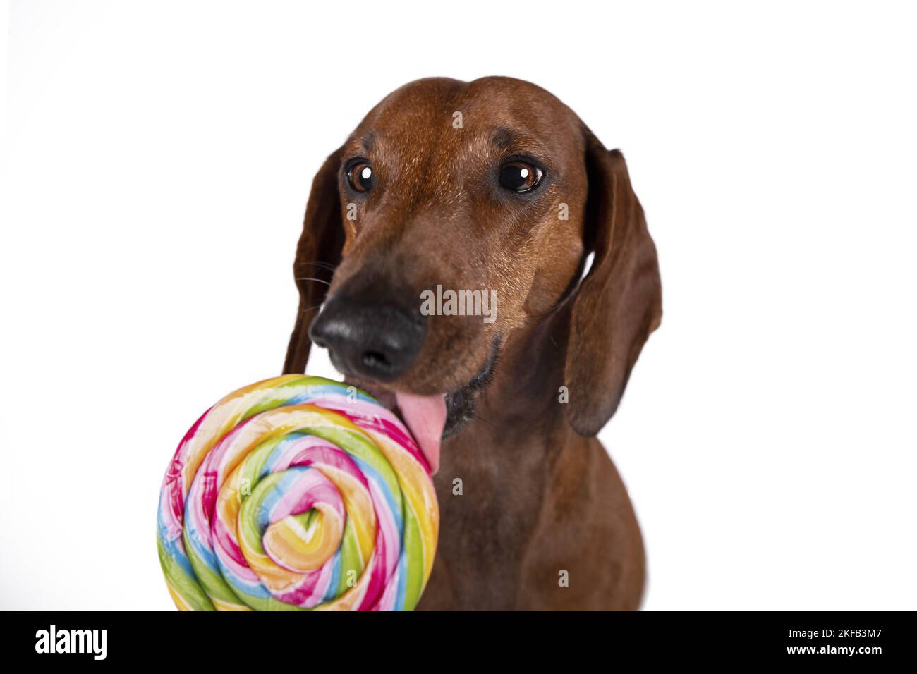 Dachshund Portrait Stock Photo