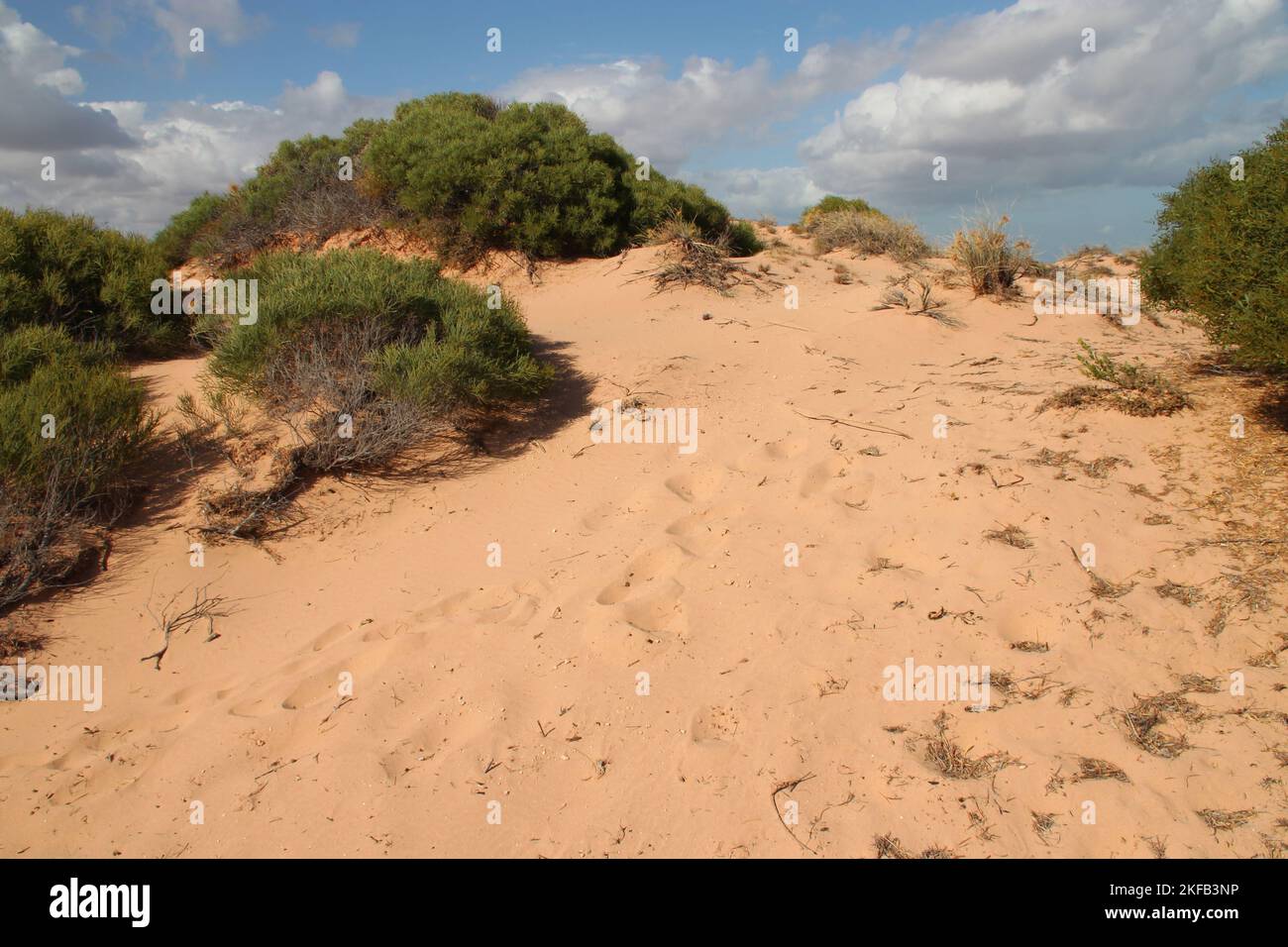 indian ocean at shark bay in australia Stock Photo Alamy