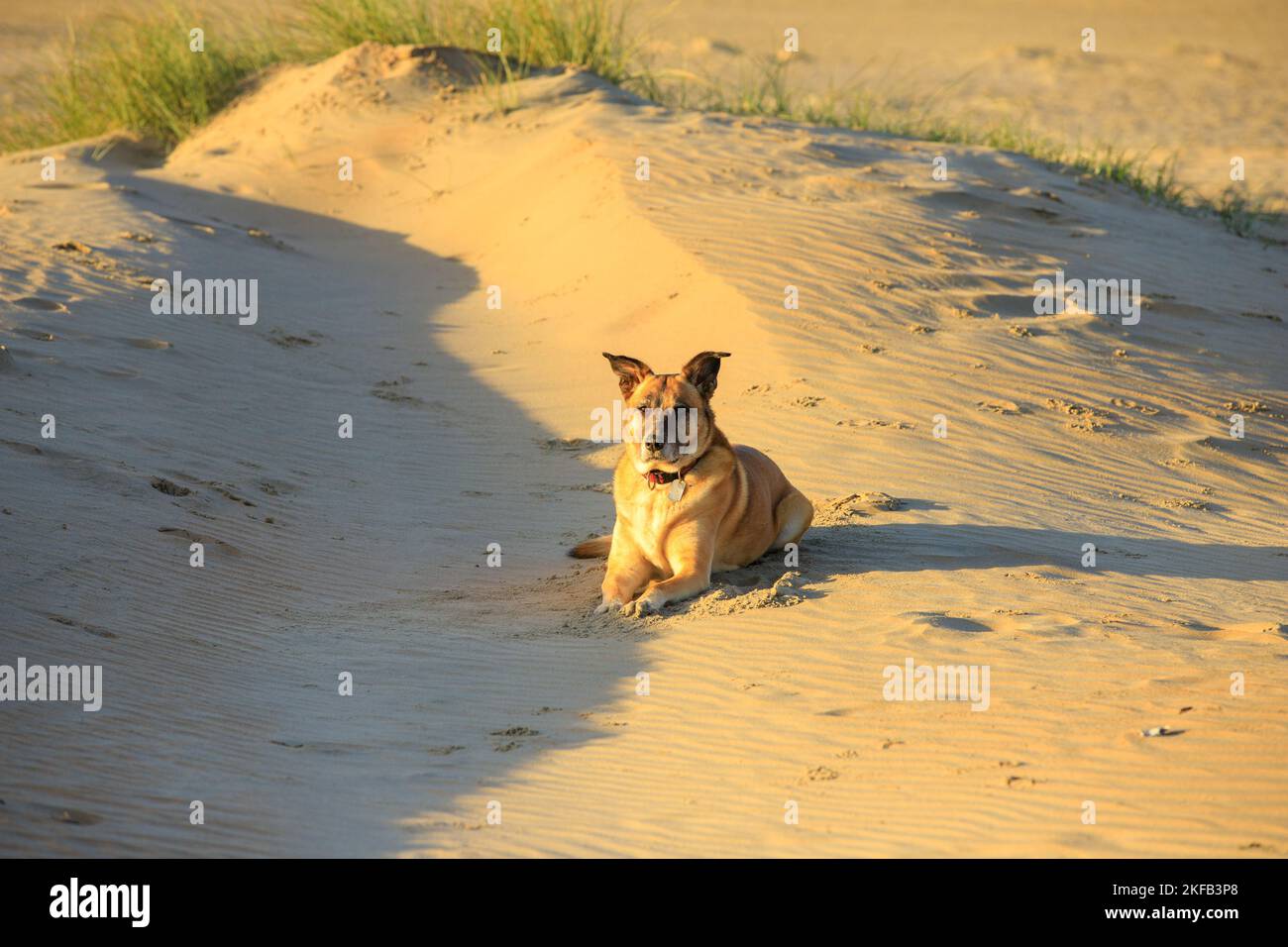 Close up of a brown yellow adorable lop-eared sheepdog with name tag collar in the golden light of the rising sun in a sand-blown sandy dune landscape Stock Photo