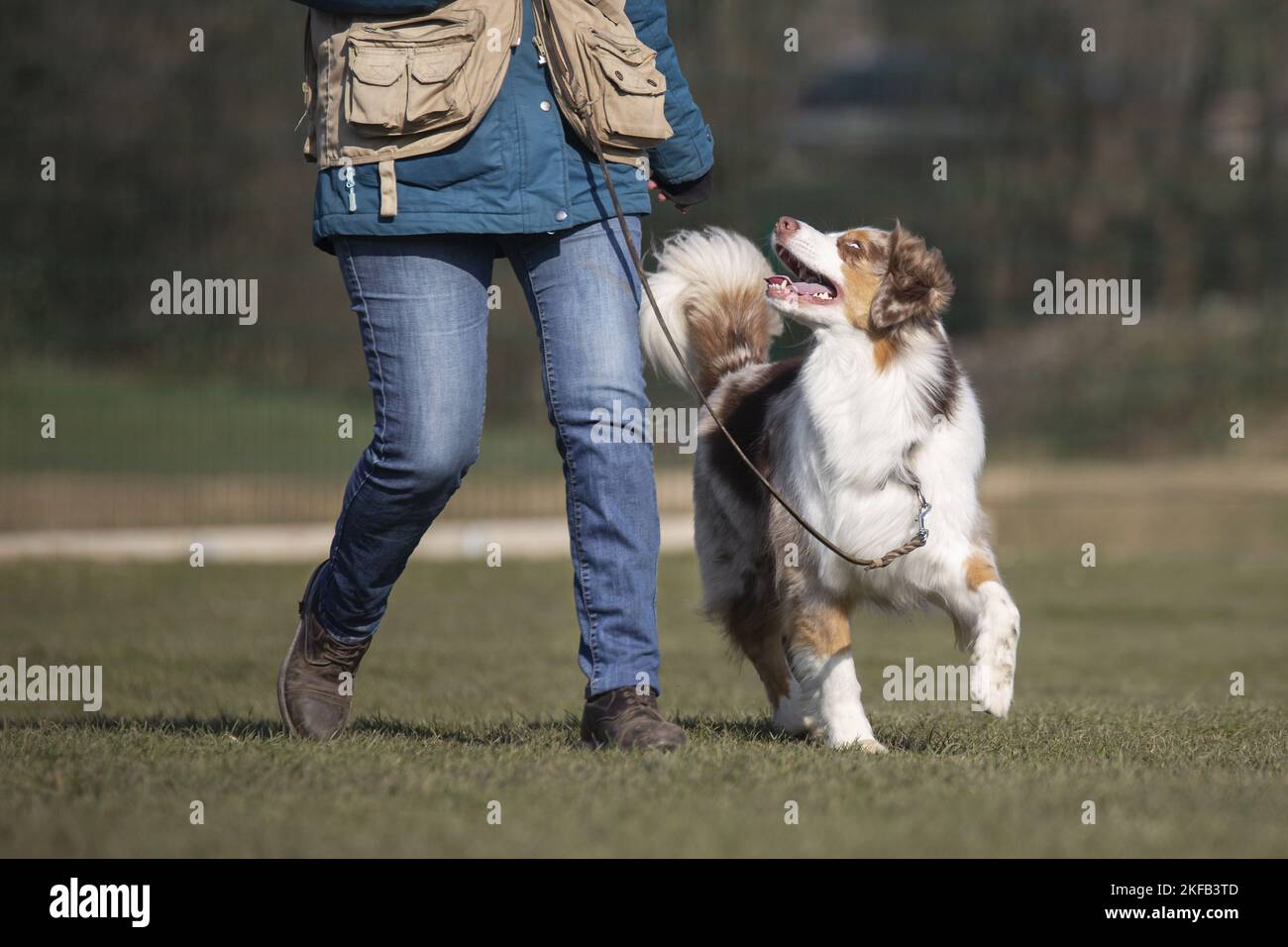 Australian Shepherd at training Stock Photo Alamy