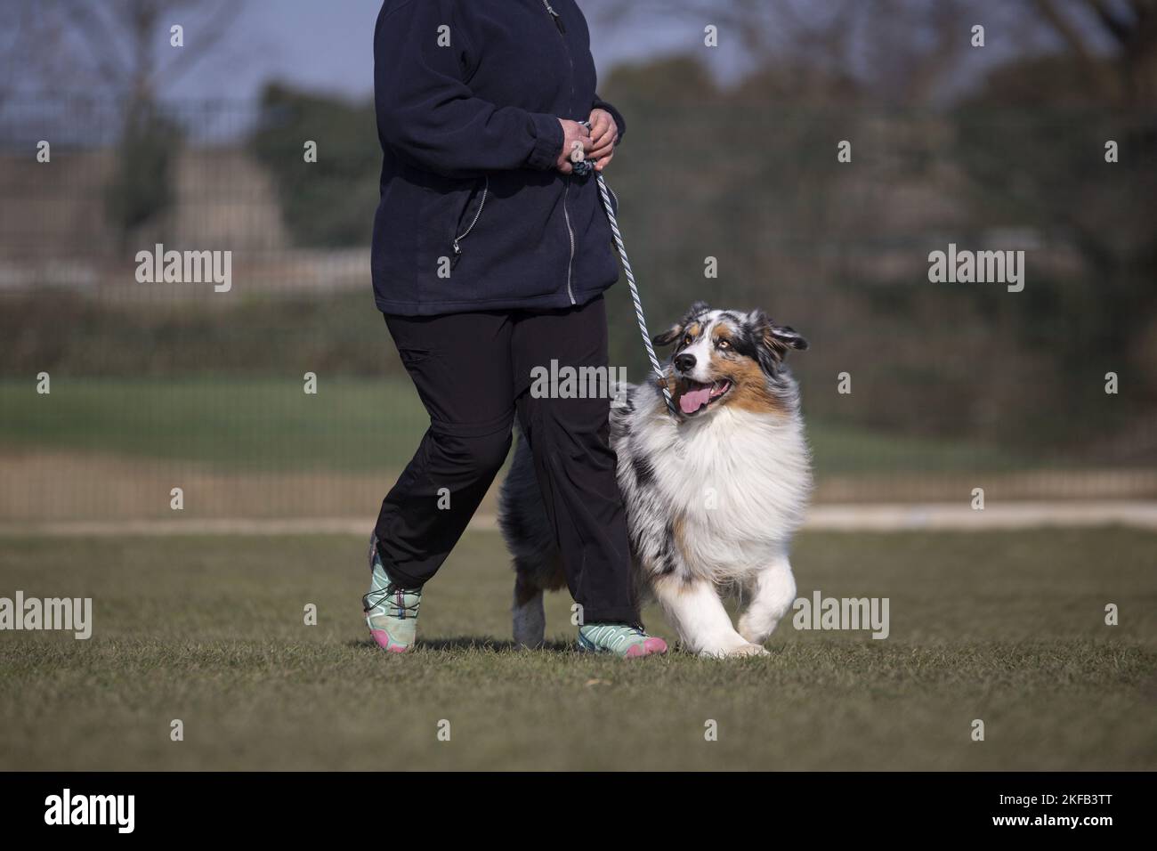 Australian Shepherd at training Stock Photo