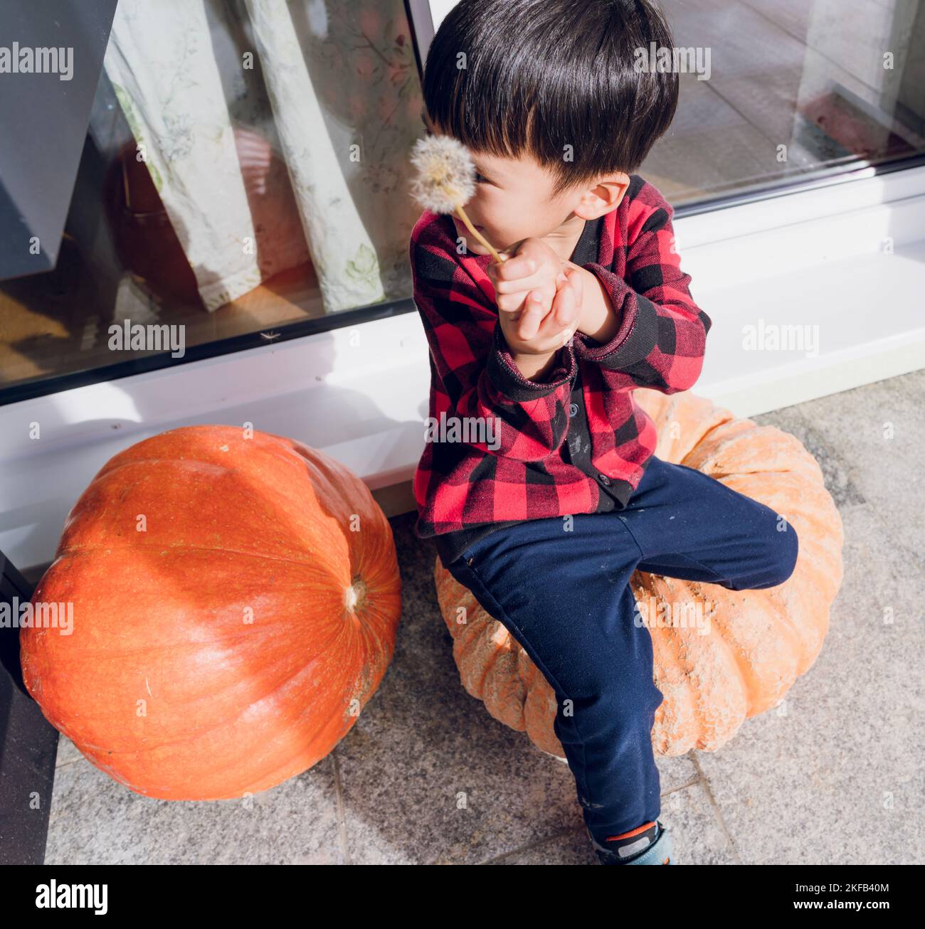 A young boy holds a dandelion flower sitting on a big pumpkin. Stock Photo