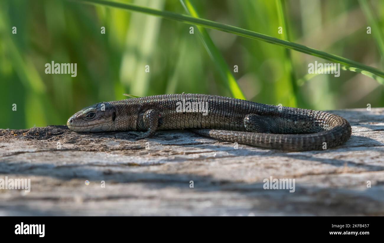 Common lizard or viviparous lizard (Zootoca vivipara) basking Stock Photo