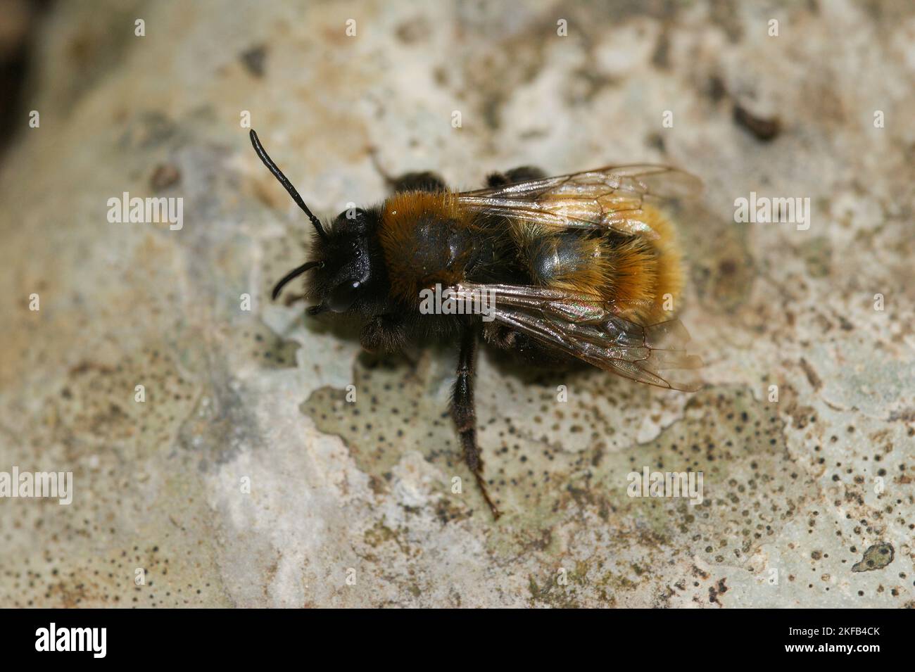 Closeup of the two colored mason bee , Osmia bicolor sitting on a stone Stock Photo