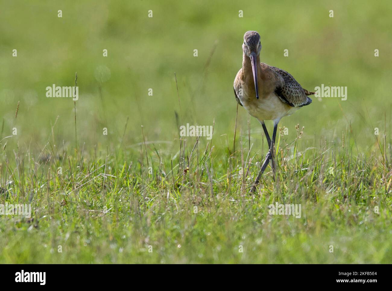 Black Tailed Godwit, Connahs Quay Nature Reserve On The Dee Estuary ...