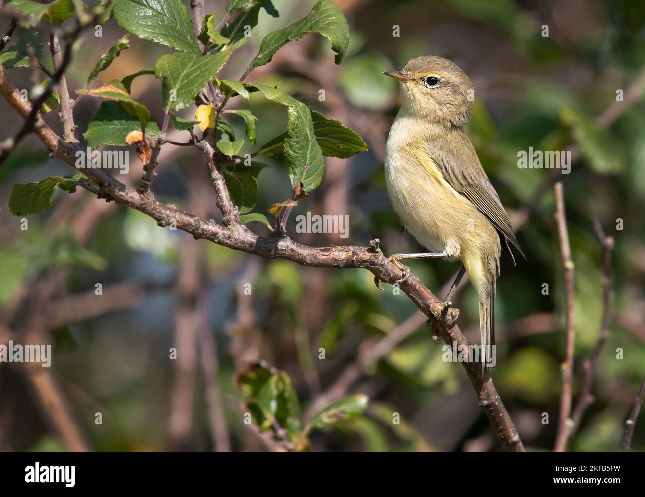 Chiffchaff taken at Connahs Quay nature reserve on the Dee Estuary, North Wales, Great Britain, UK Stock Photo