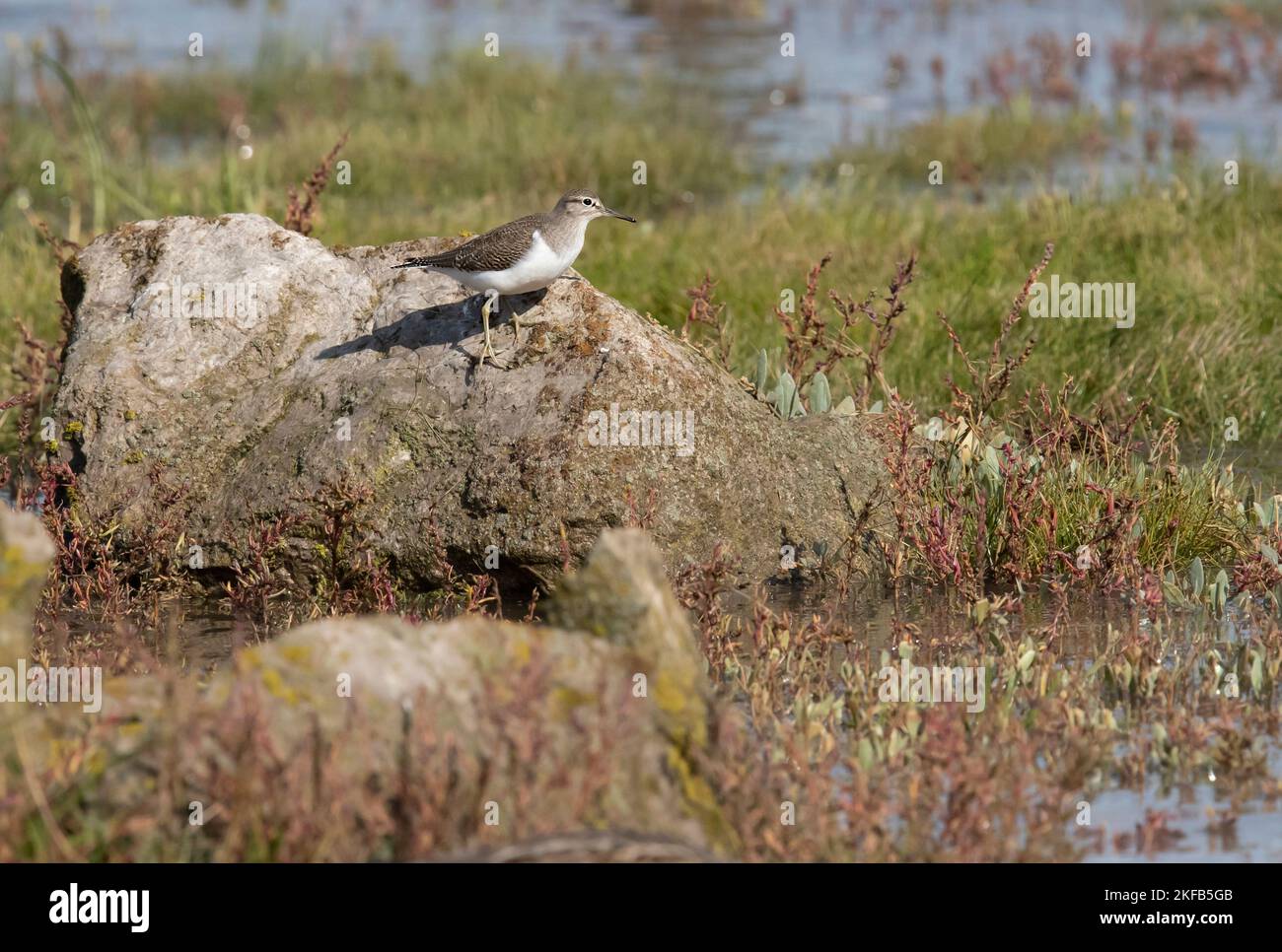 Common Sandpiper taken at Connahs Quay nature reserve on the Dee Estuary, North Wales, Great Britain, UK Stock Photo