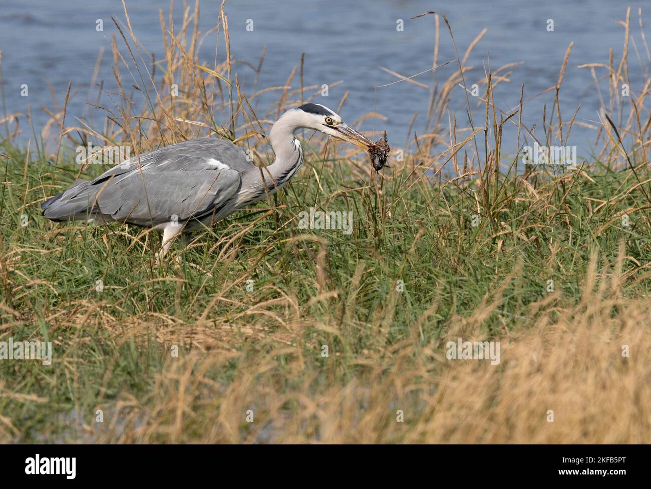 Grey Heron taken on the Dee Estuary, Connahs Quay nature reserve, North Wales, Great Britain, UK Stock Photo