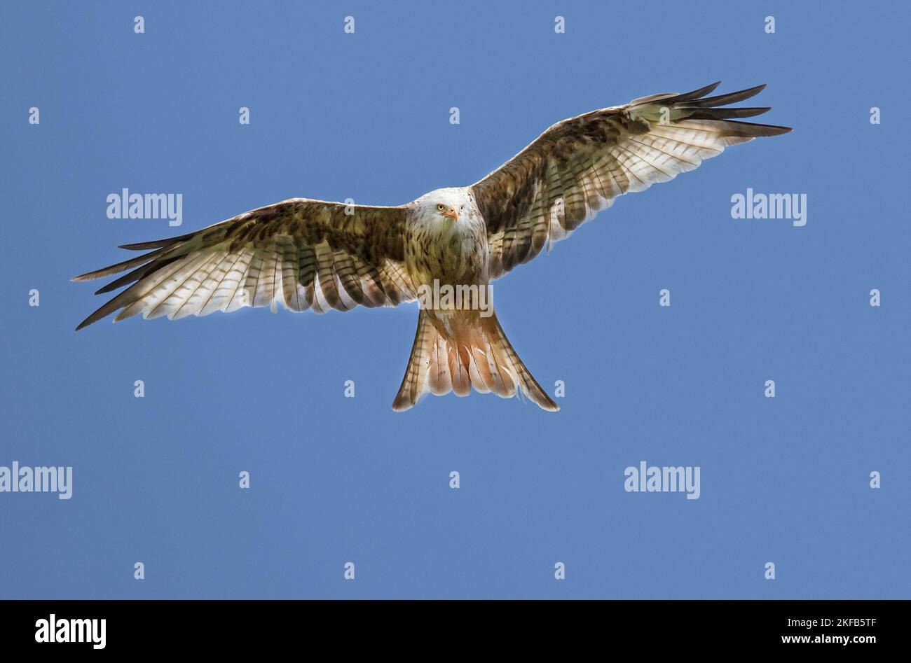 Leucistic red kite hires stock photography and images Alamy