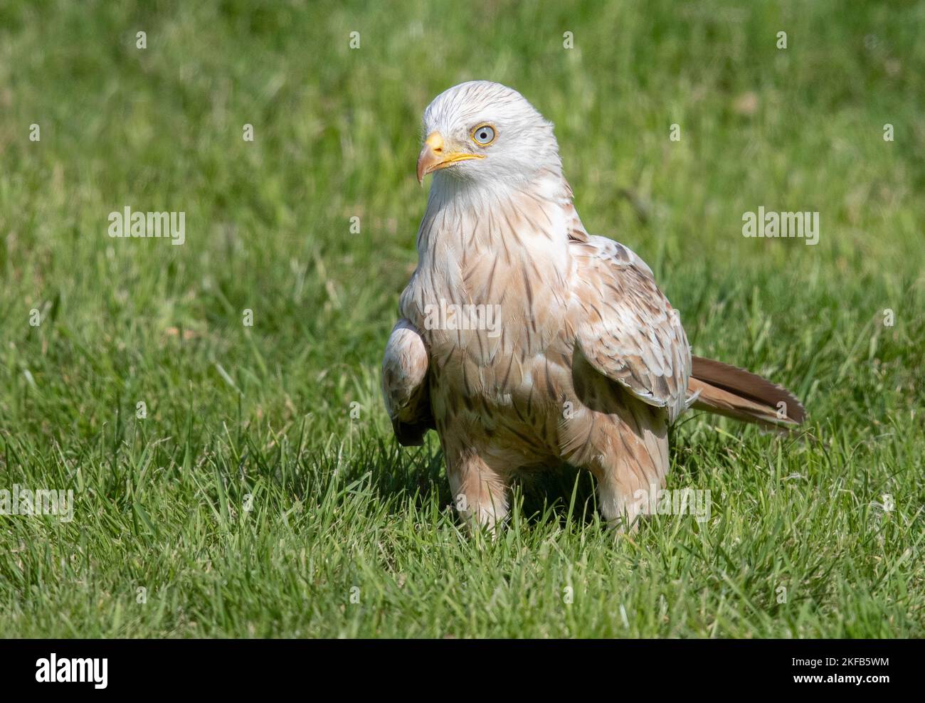 Red Kites and White Kites taken in mid & North Wales Stock Photo Alamy