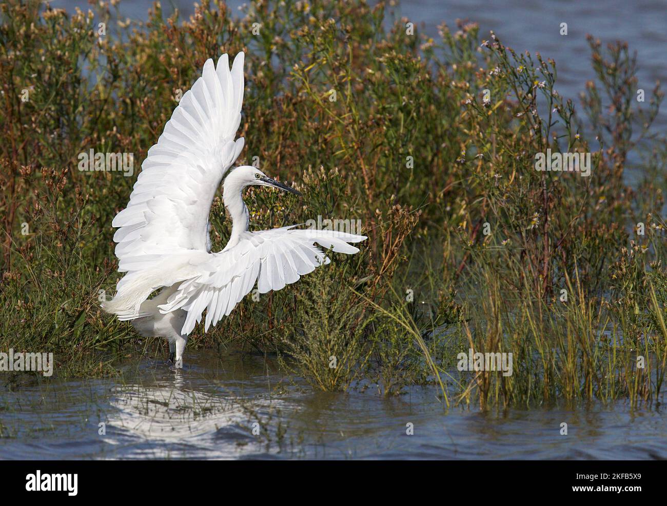 Little Egret taken on the Dee Estuary at Connah's Quay nature reserve, North Wales, Great Britain, UK Stock Photo