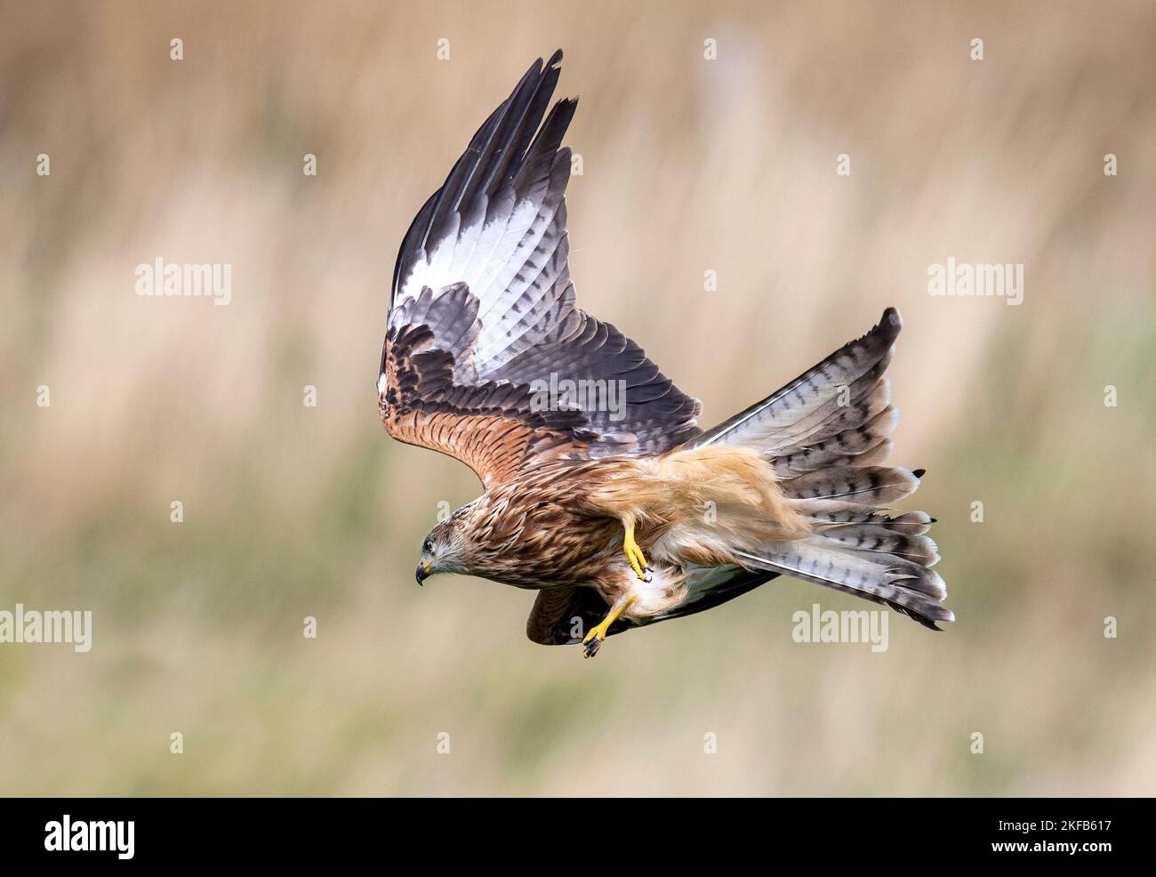 Red Kites and White Kites taken in mid & North Wales Stock Photo