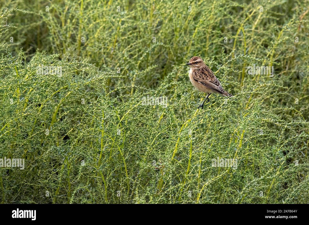 Whinchat taken at Connahs Quay nature reserve on the Dee Estuary, North Wales, Great Britain, UK Stock Photo