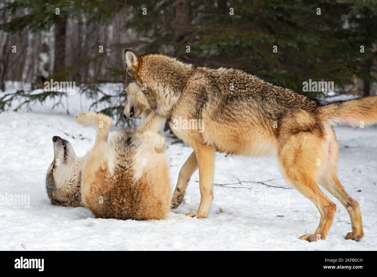 Grey Wolf (Canis lupus) Stands Over Submissive Packmate on Back Winter ...