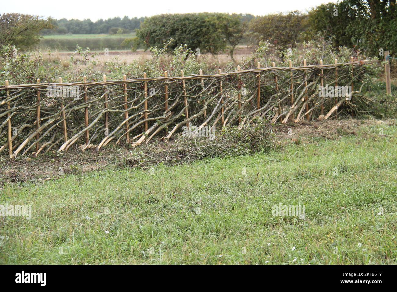 A Length of a Completed Hedge Laying Field Boundary. Stock Photo
