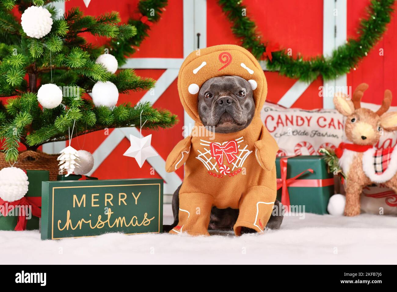 Funny dog Christmas costume. French Bulldog wearing gingerbread outfit with arms surrounded by festive decoration Stock Photo