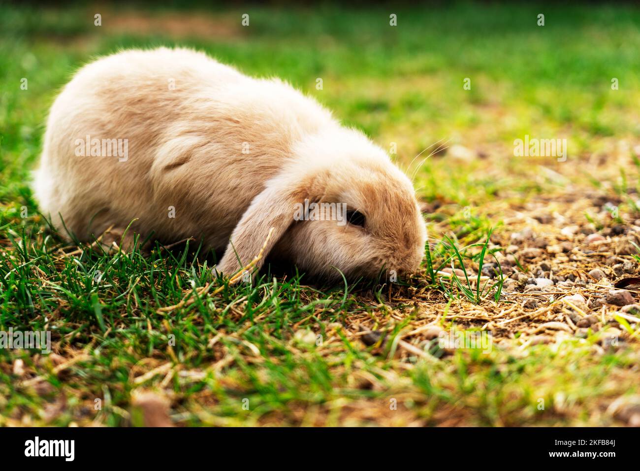 a beautiful little rabbit of the French RAM breed is resting in the ...
