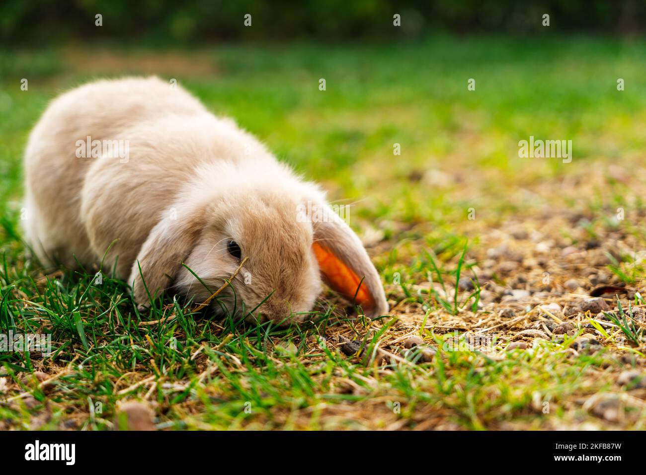a beautiful little rabbit of the French RAM breed is resting in the garden. Stock Photo