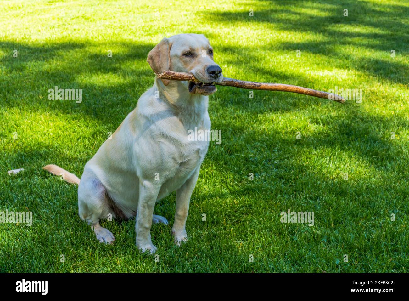 Zoey is an 8-month old, pure bred, Labrador Retriever. Stock Photo