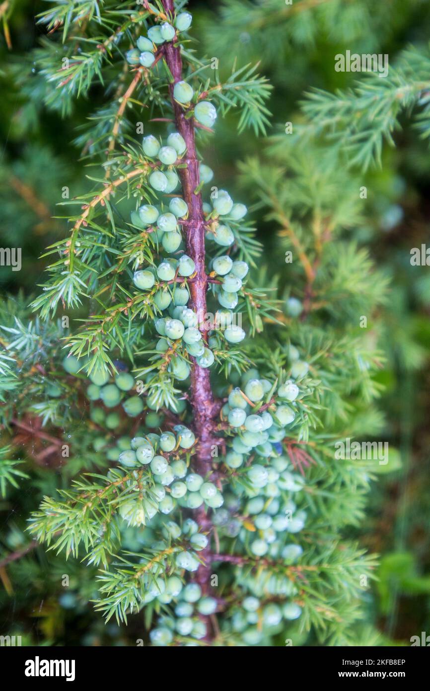Branches with green juniper berries and needle, Juniperus communis Green Carpet, Carpathians mountains Stock Photo