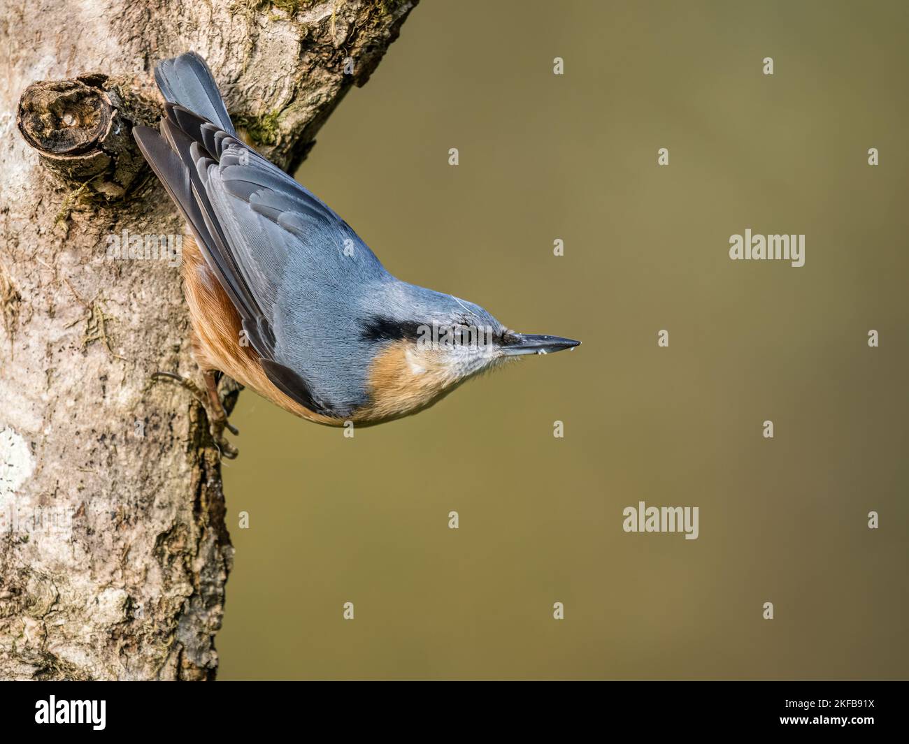 European nuthatch in autumn in mid Wales Stock Photo