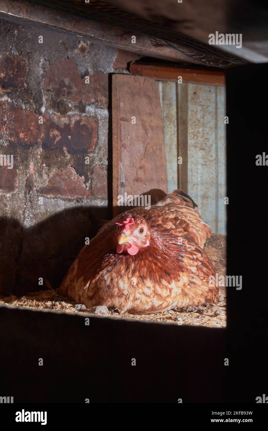closeup of hen brooding eggs, young brown chicken sits on its eggs or