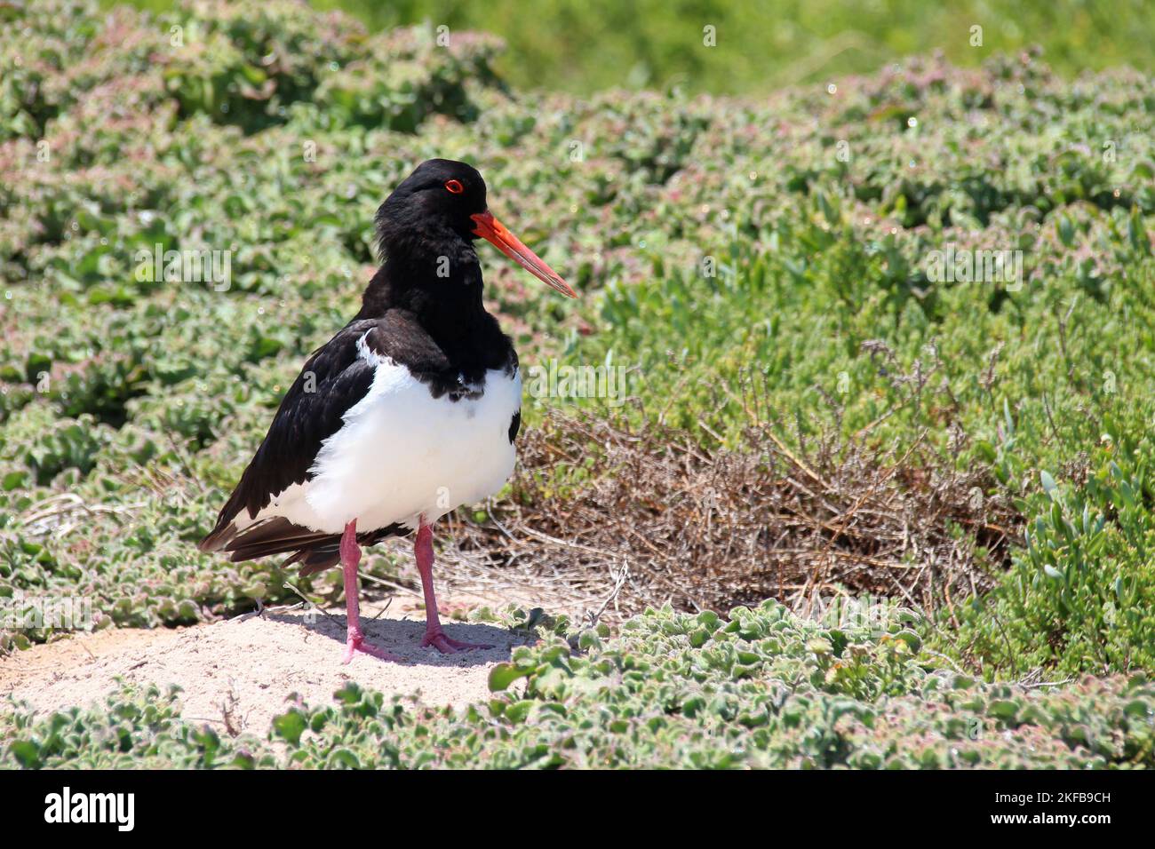 oystercatcher at rottnest island in australia Stock Photo Alamy