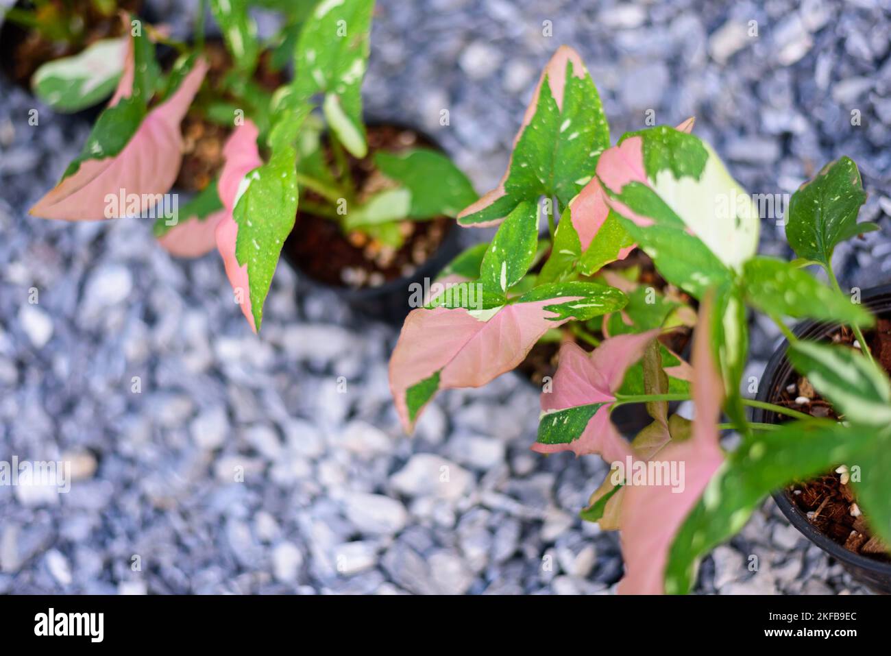 syngonium red spot tricolor in the pot Stock Photo - Alamy