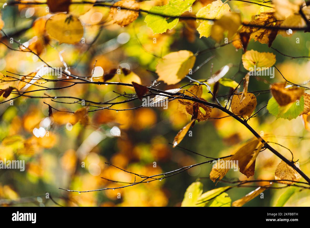 A close-up shot of autumn-colored leaves in a blur Stock Photo - Alamy