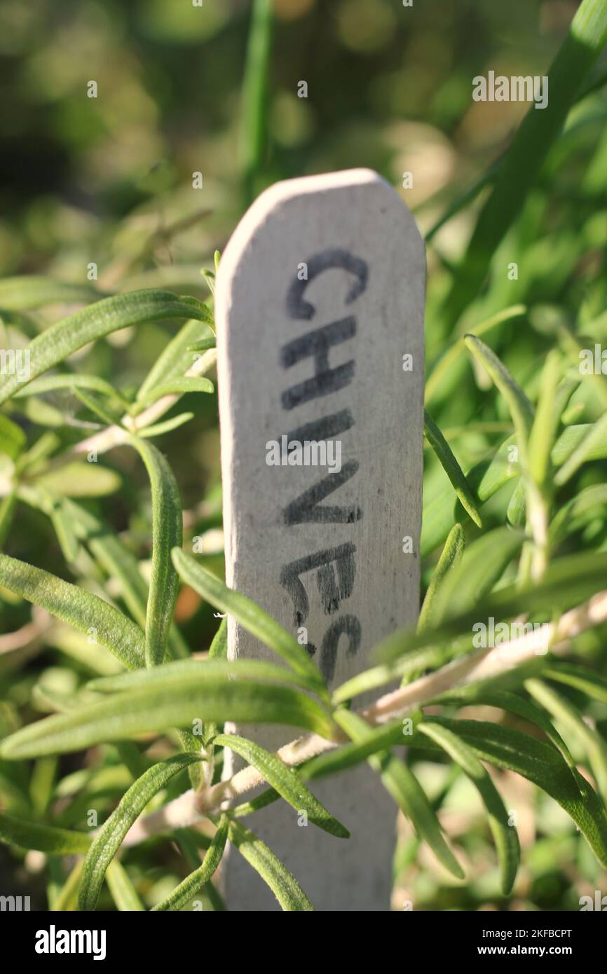 Plastic garden stake with typical handwritten crop designation area Stock Photo Alamy