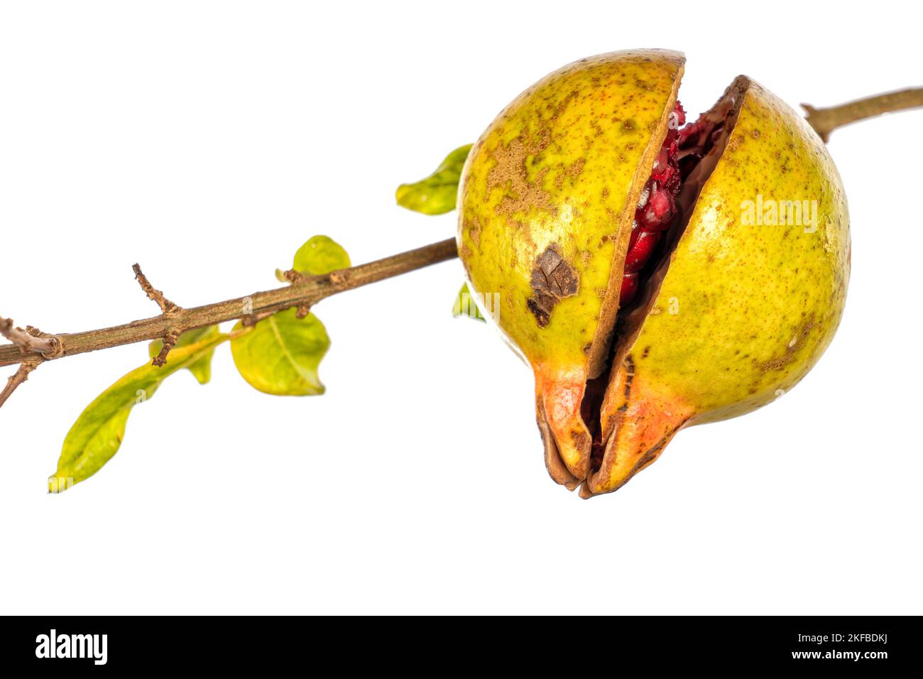Detail of a ripe open pomegranate on the tree due to not having harvested it on time isolated on white background Stock Photo