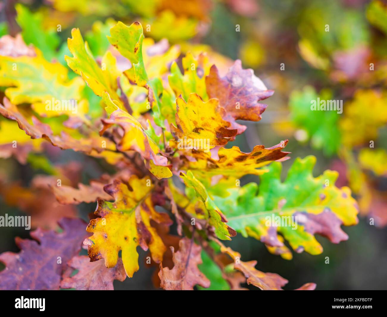 Colorful forest Autumnal leaves Stock Photo