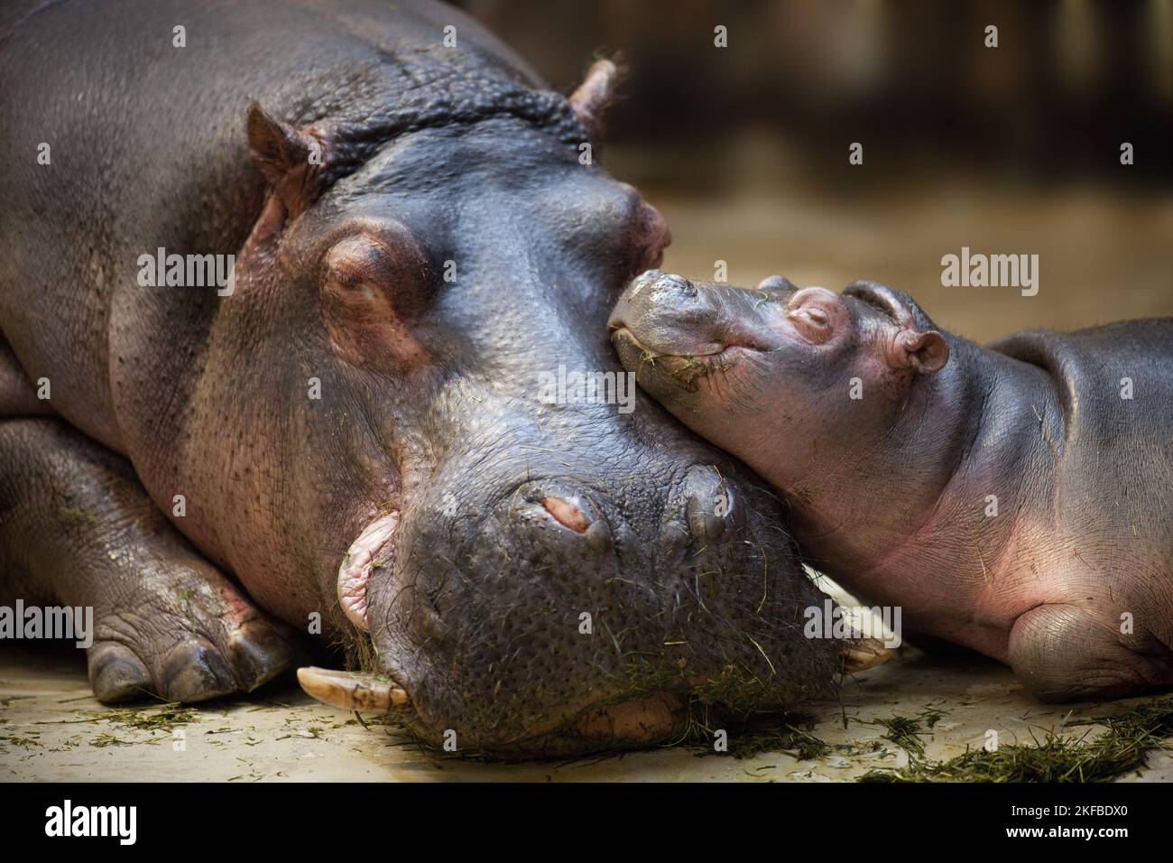 Sleeping baby hippo hi-res stock photography and images - Alamy