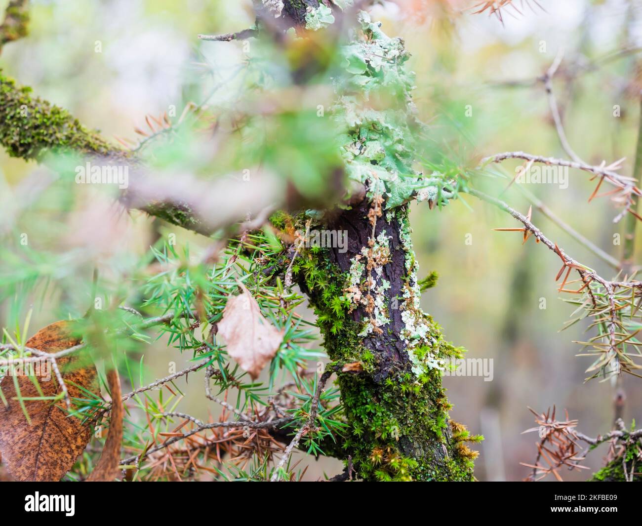 Detail of forest Autumnal tree branch with dangerous spike spiky spikes leaves Stock Photo