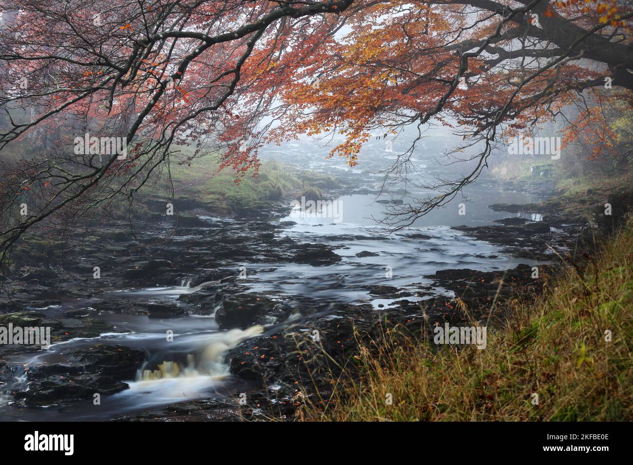 Trees Overhanging the River Tees on a Misty Autumnal Day, North Pennines, Teesdale, County Durham, UK Stock Photo