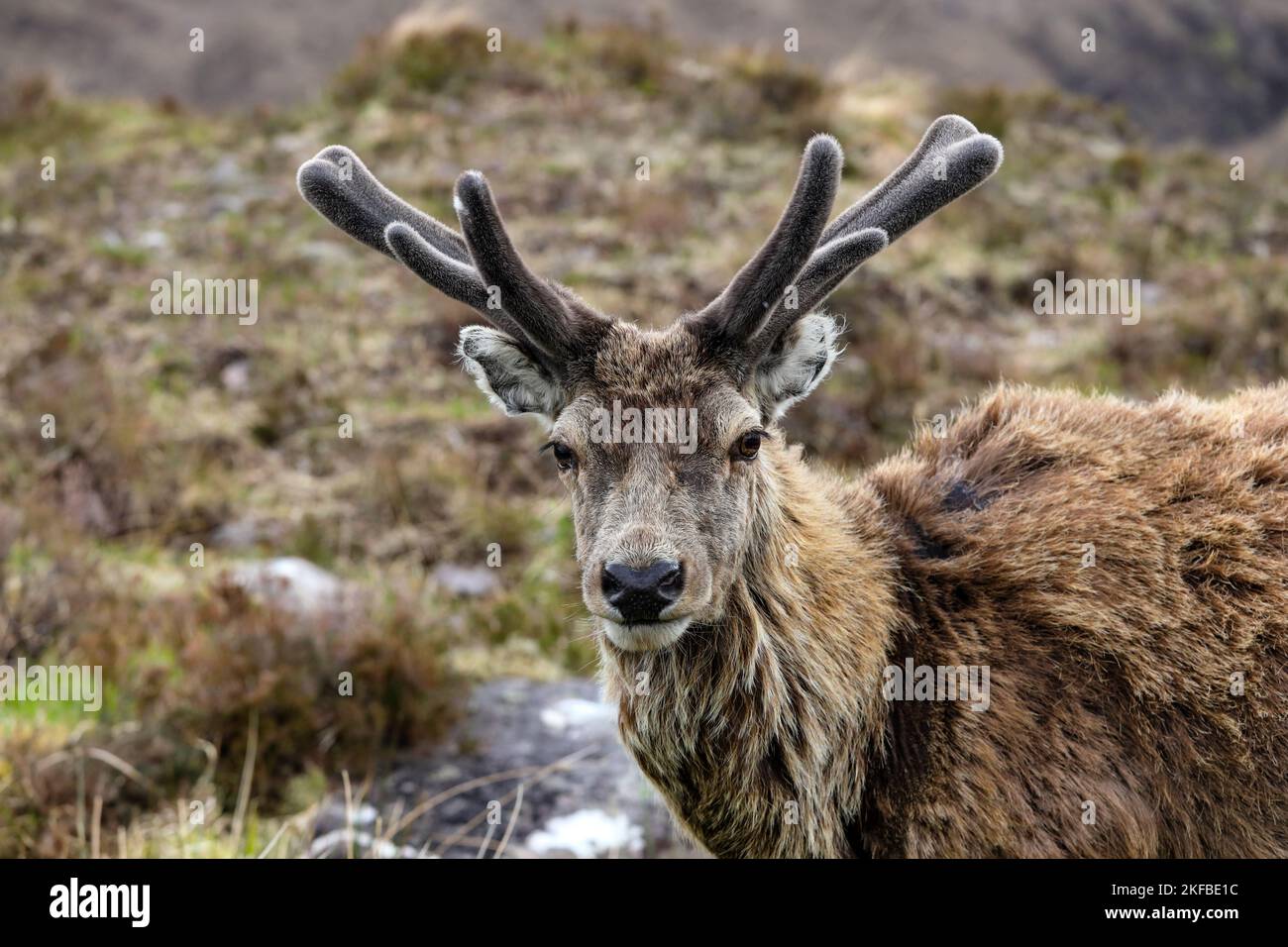 Red Deer (Cervus elaphus) Stag in Late Spring with Antlers in Velvet and Moulting, Scotland, UK Stock Photo