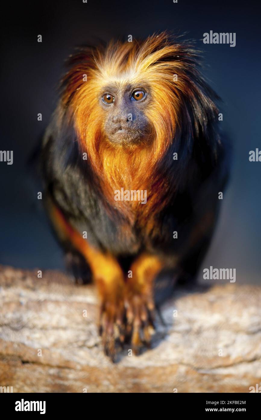 golden-headed lion tamarin Stock Photo