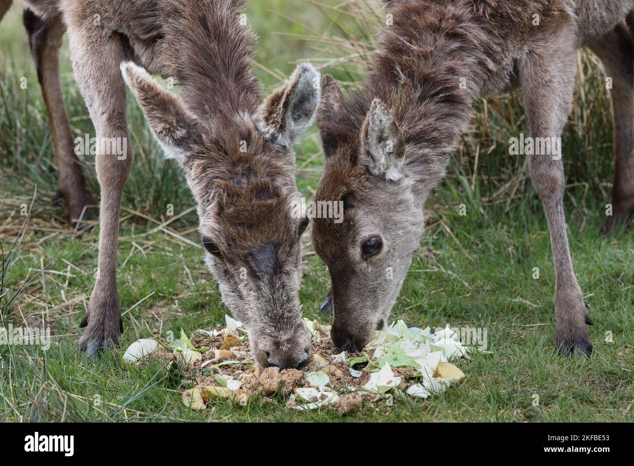 Red Deer (Cervus elaphus) mother and calf eating food put out to supplement their natural diet, Scotland, UK  Feeding like this can lead to conflict w Stock Photo