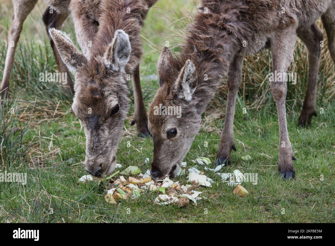 Red Deer (Cervus elaphus) mother and calf eating food put out to supplement their natural diet, Scotland, UK  Feeding like this can lead to conflict w Stock Photo