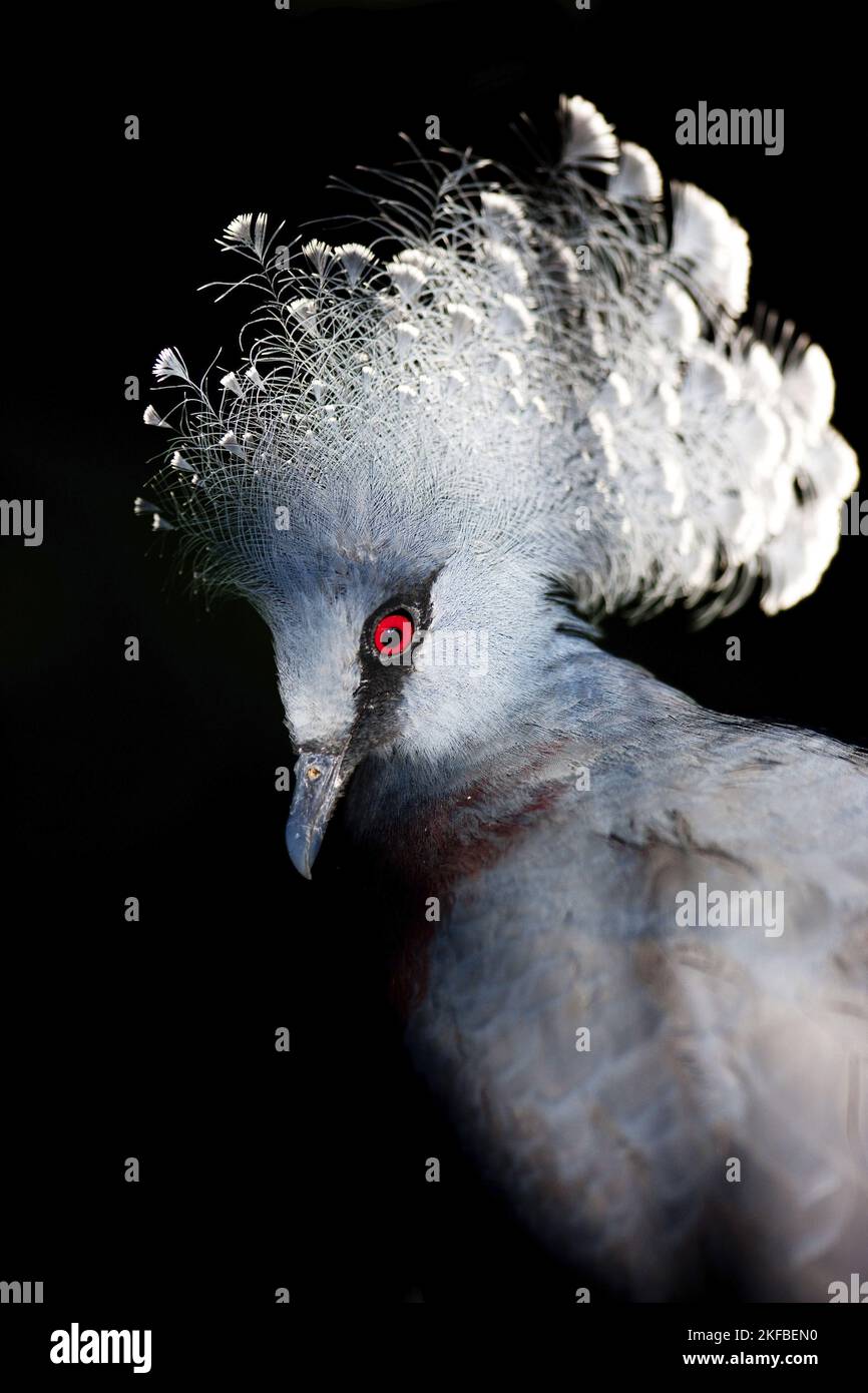Victoria Crowned Pigeon Stock Photo - Alamy