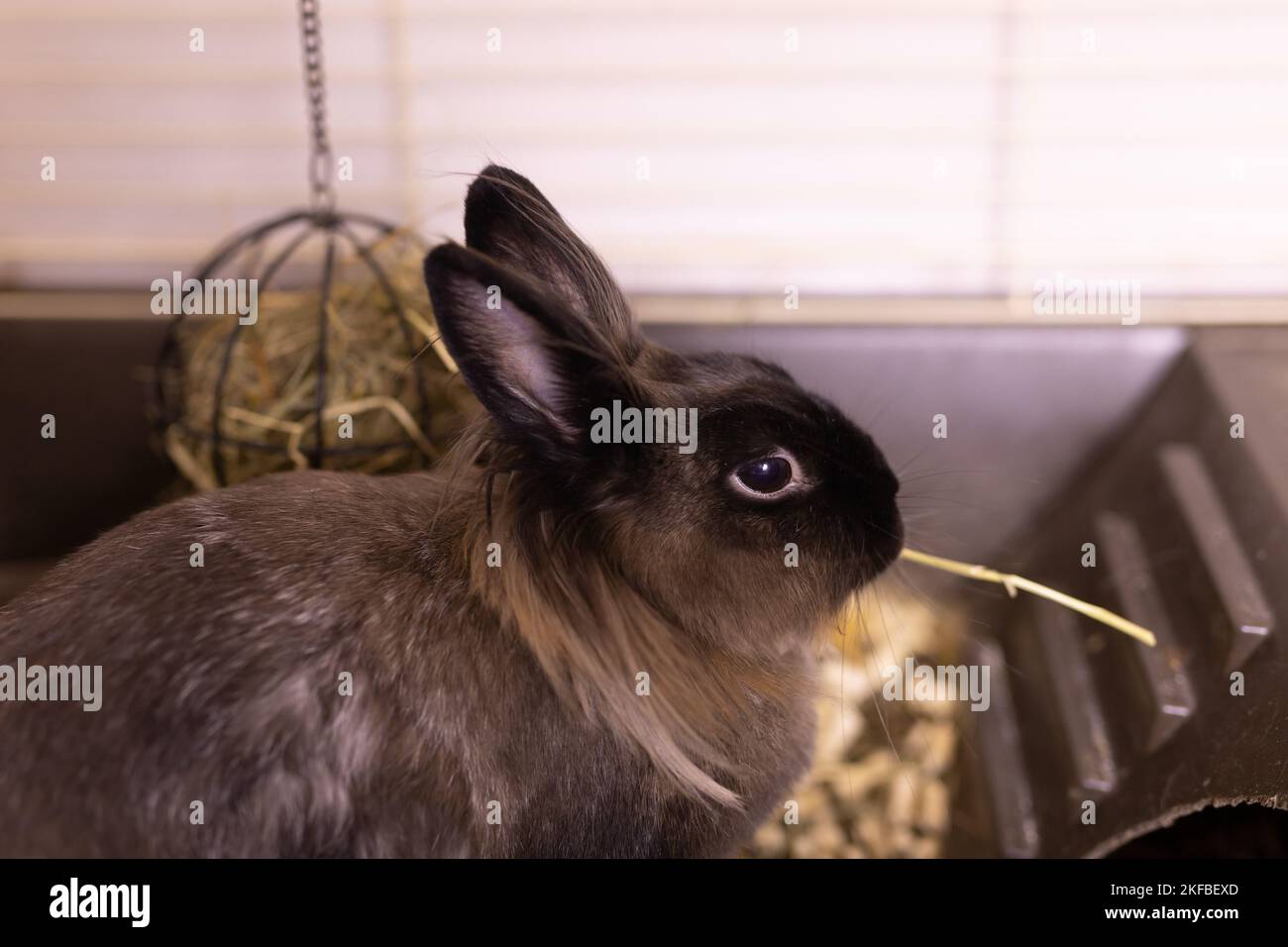 Funny bunny rabbit eating hay food close up pet and domestic animal