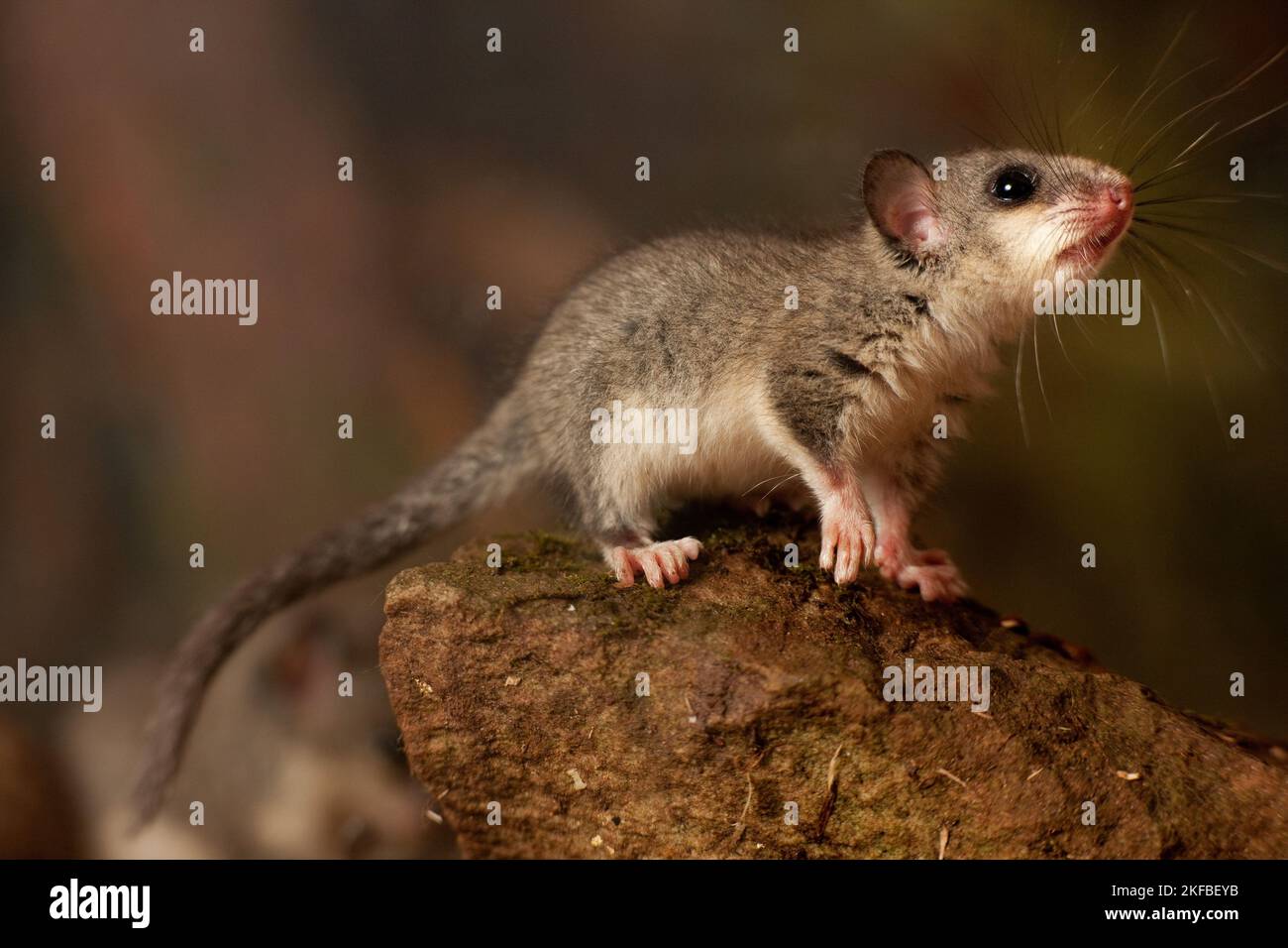 dormouse Stock Photo