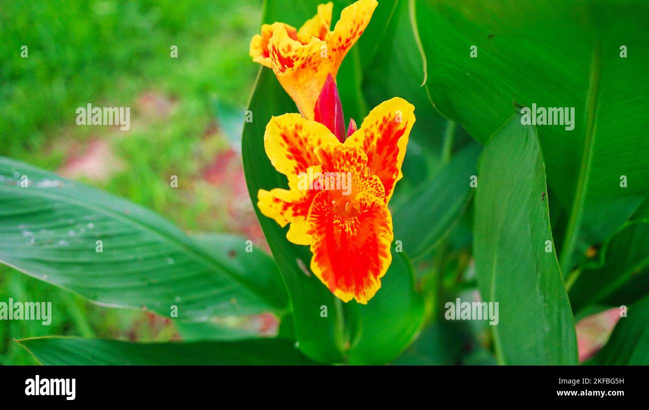 Keli known as Canna Lily or Laphoorit yellow flower blooming in garden. Canna indica flower in selective focus. Indian Shot flower plant with many col Stock Photo