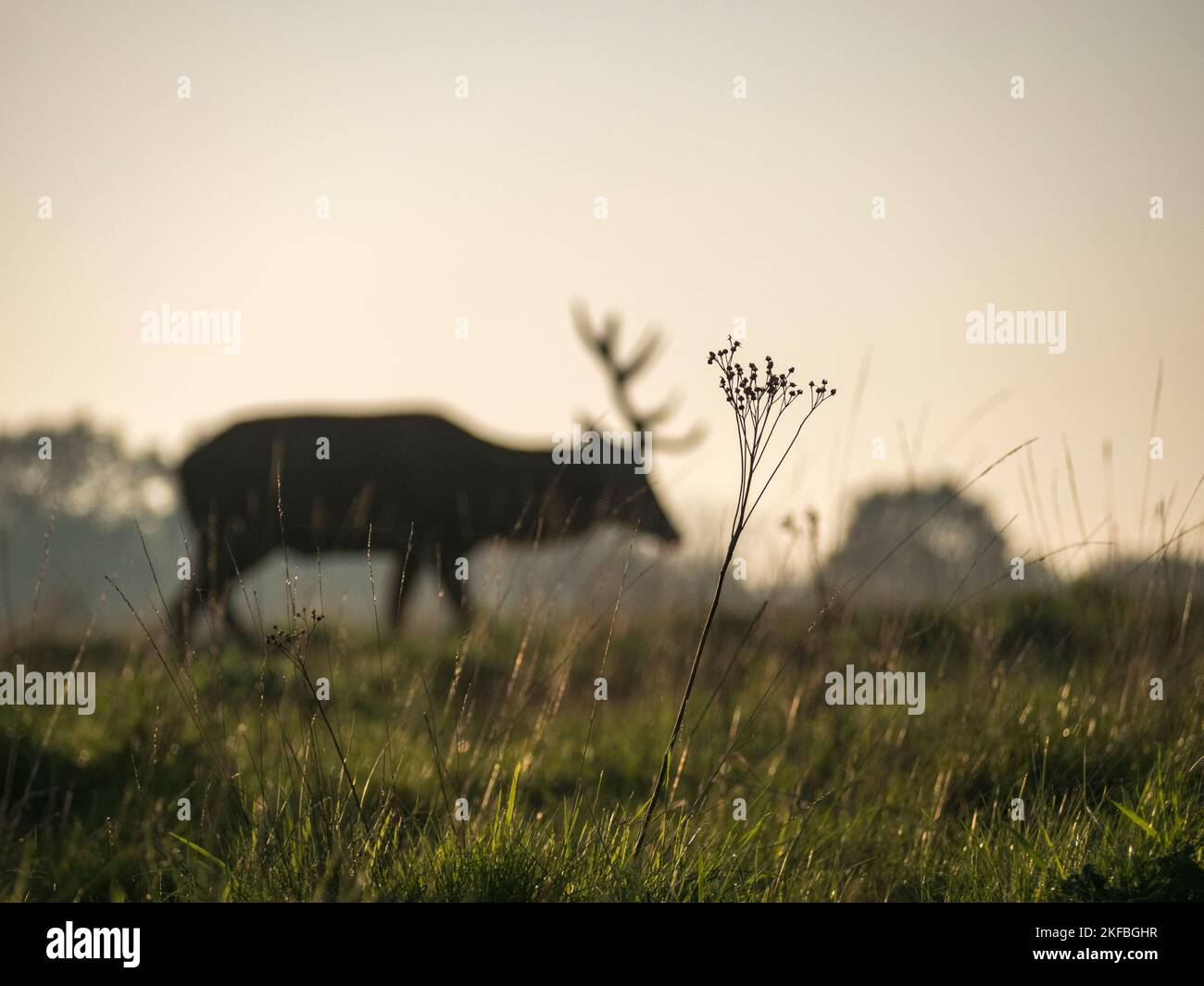 A piece of grass with a mature male stag red deer (out of focus) behind in evening light, Richmond Park, UK. Stock Photo