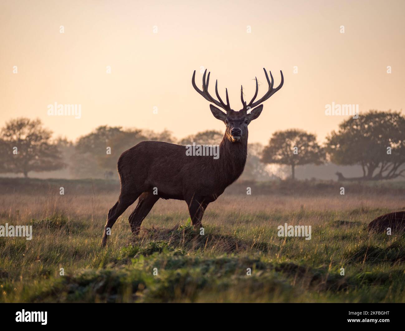 A mature male stag red deer in evening light, Richmond Park, UK. Stock Photo