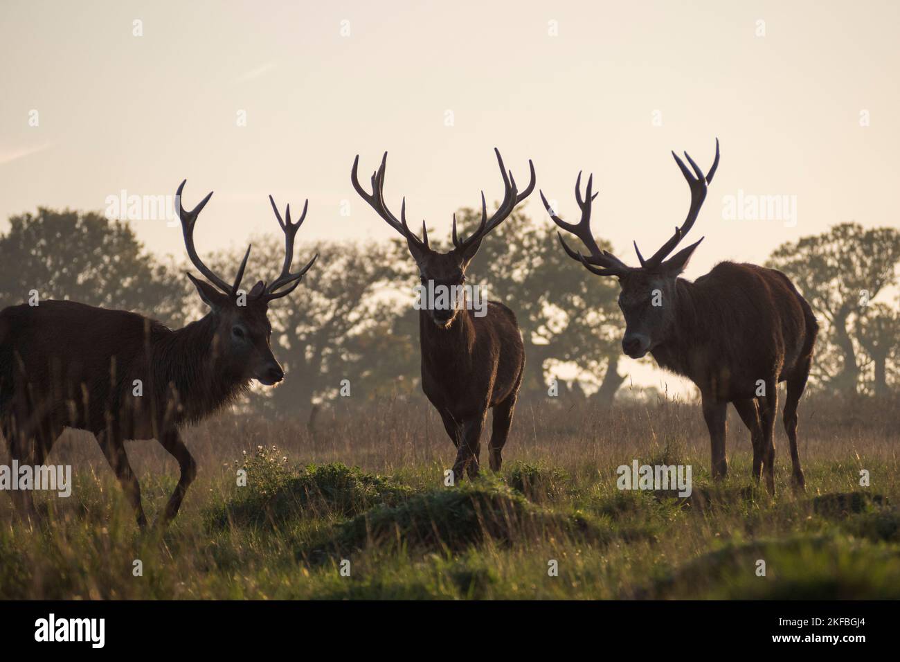 A group of mature male stag red deer in evening light, Richmond Park, UK. Stock Photo