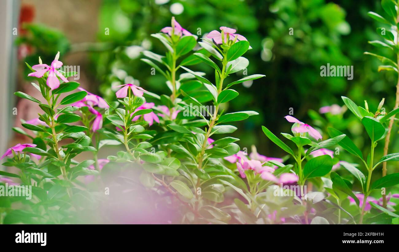 Image of Madagascar Periwinkle Or Sadabahar Flower In Winter Season. Five  Petal Pink Flower Blooming With Green Leaves.-QU972506-Picxy